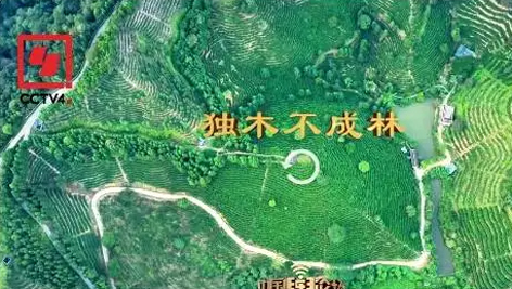 央視、學(xué)習(xí)強(qiáng)國等十多個平臺同時推送梧州采春茶．梧州六堡茶